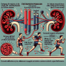 Erythropoietin: mechanisms of action and implications in sports